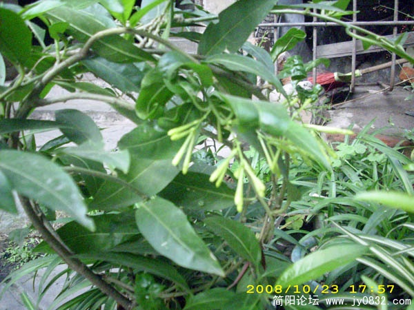 刚开花哈