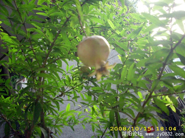 DSCI0017.jpg