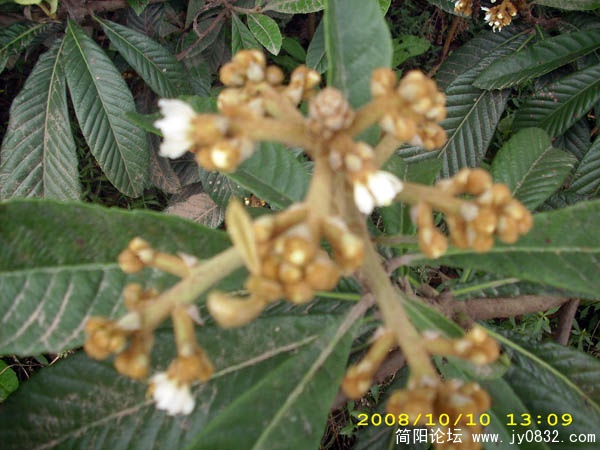 DSCI0012.jpg