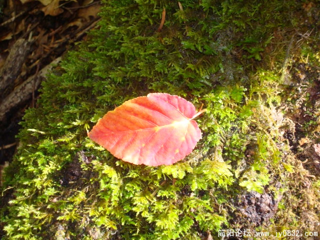 DSC03271.JPG