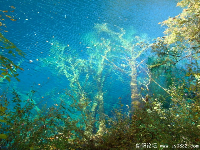 象不象长在海子里的树