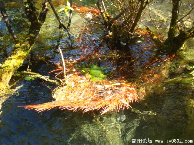 水草也很眩哦