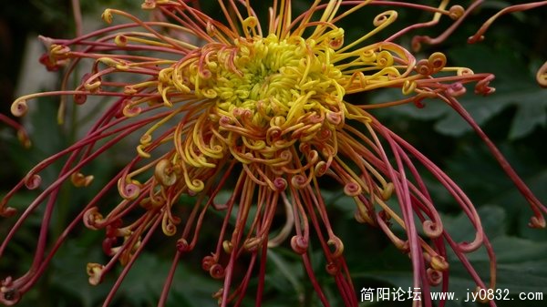 菊花 (4).jpg