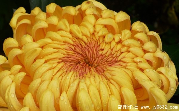 菊花 (2).jpg