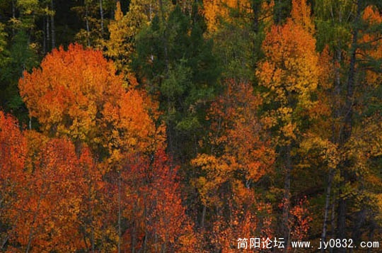 新疆喀纳斯湖秋色