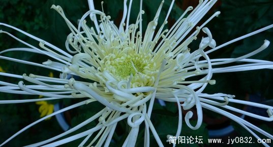 菊花.jpg