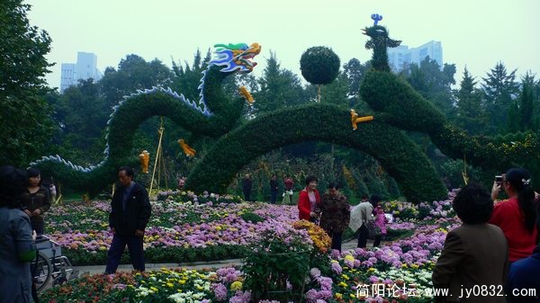 菊花 (3).jpg