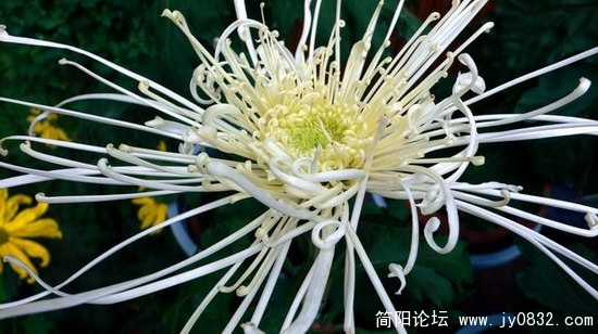 菊花 (1).jpg