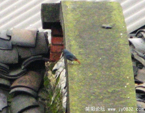 简阳红尾水鸲1.jpg