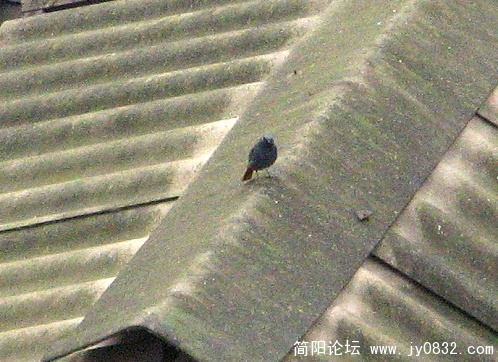 简阳红尾水鸲2.jpg