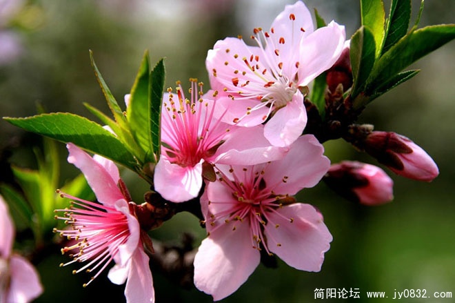 桃花朵朵开