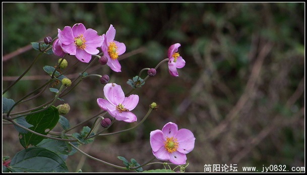 佛脚的花
