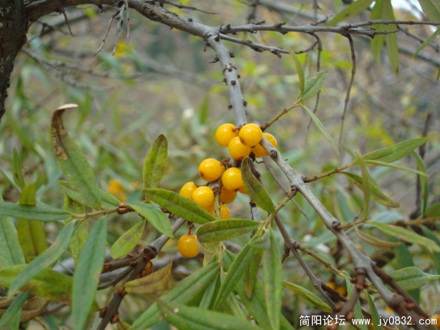 DSC04153.JPG