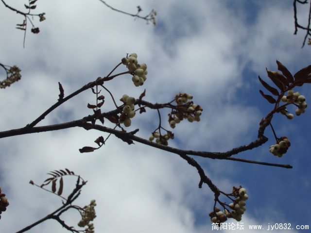 DSC04211.JPG