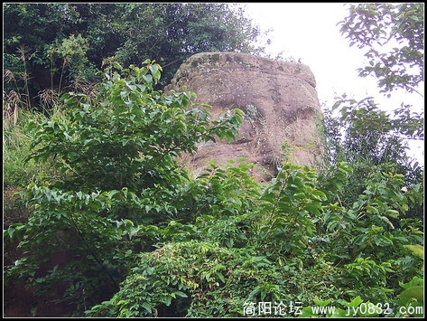 树丛里的佛头