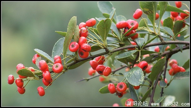 红籽