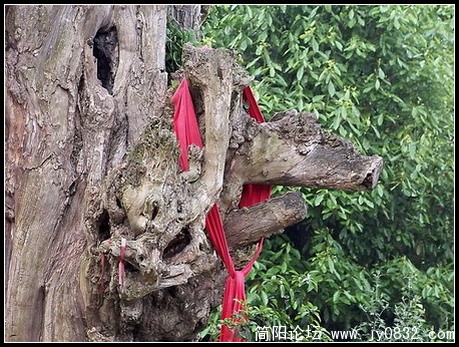 老树精