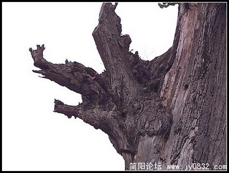 老树精