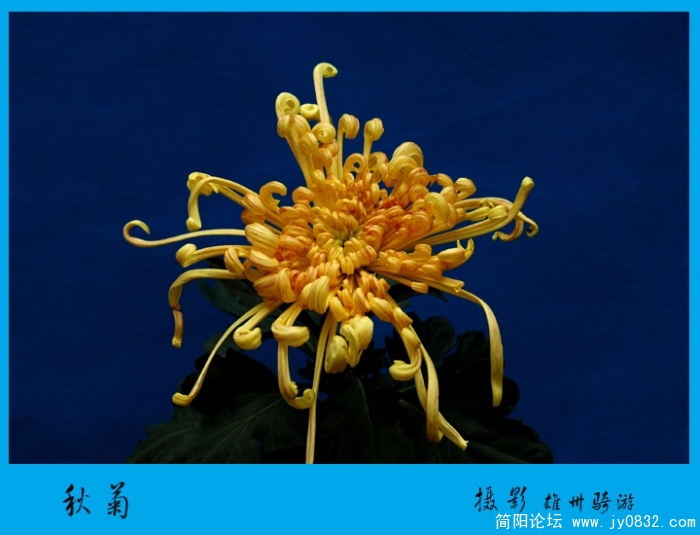 秋菊05.jpg