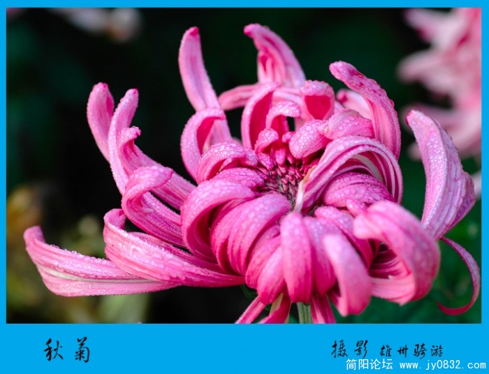 秋菊01.jpg