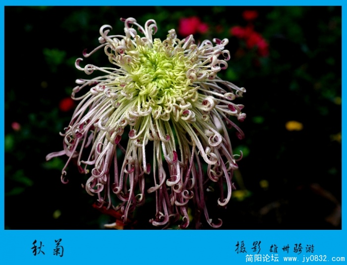 秋菊04.jpg