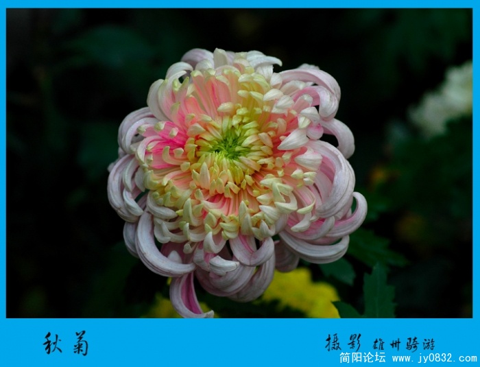 秋菊03.jpg