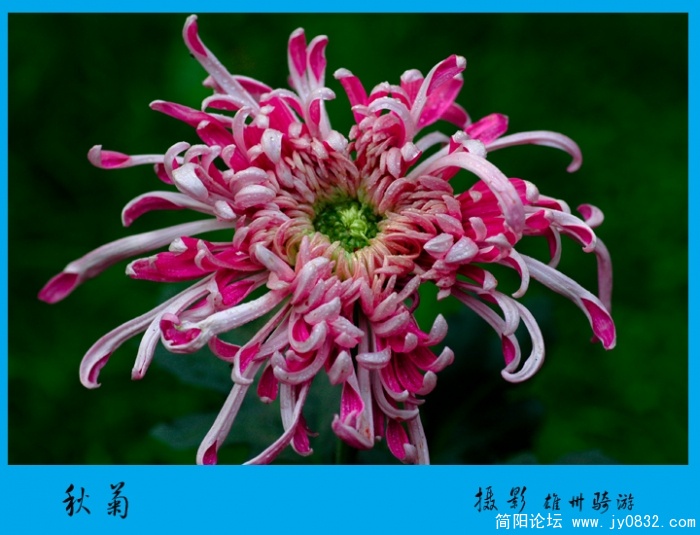 秋菊02.jpg
