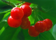 红樱桃-11.jpg