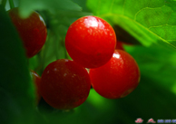 红樱桃-01.jpg