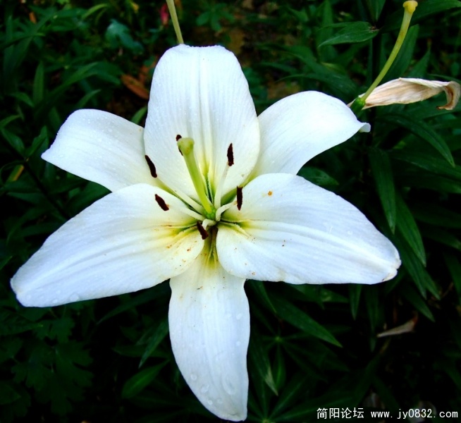 DSCF2687.jpg