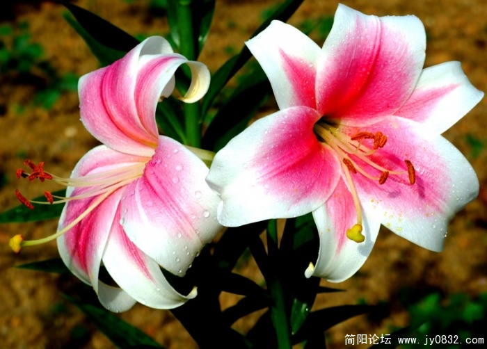 DSCF2680.jpg