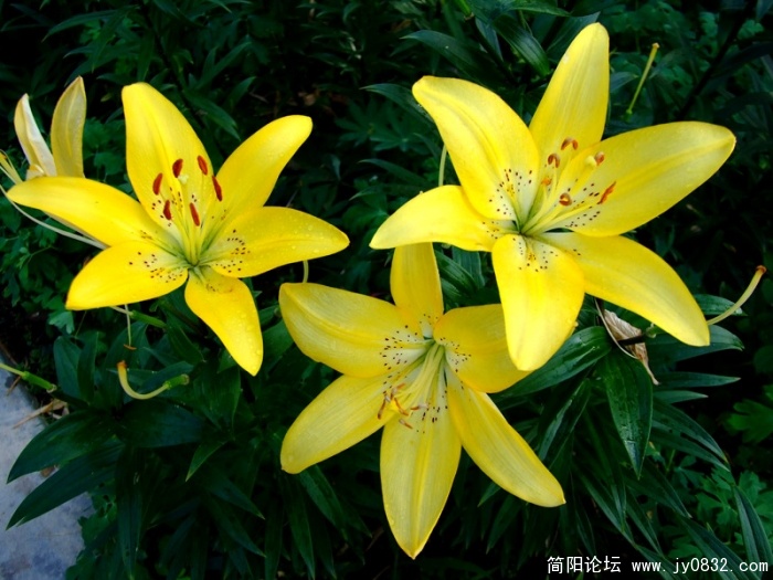 DSCF2686.jpg