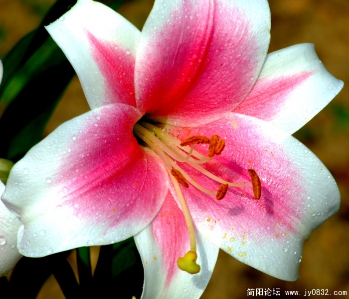 DSCF2681.jpg