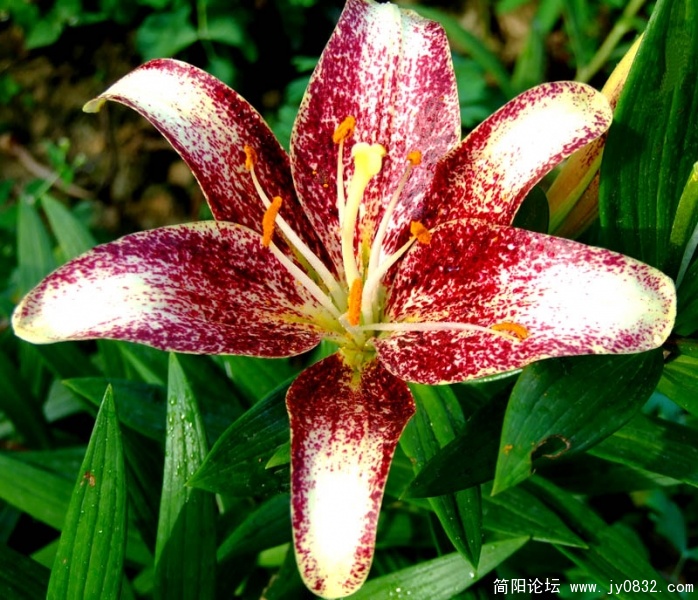 DSCF2690.jpg