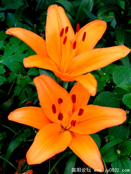 DSCF2752.jpg