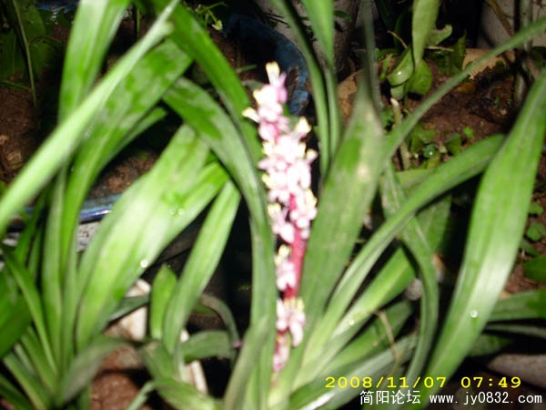 DSCI0017.jpg