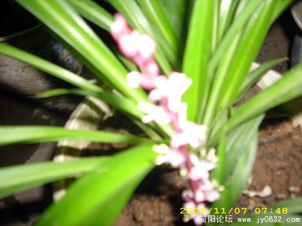 DSCI0014.jpg