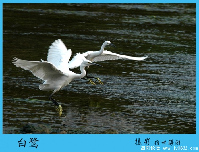 比翼双飞