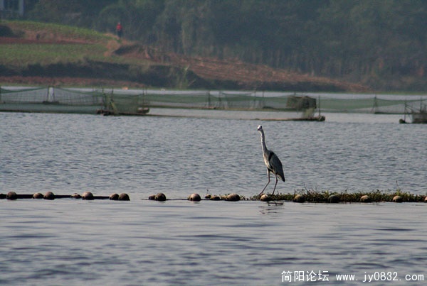 三岔湖打鸟.jpg