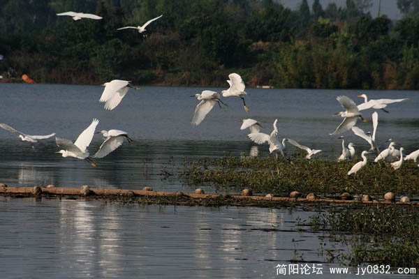 三岔湖打鸟 (1).jpg