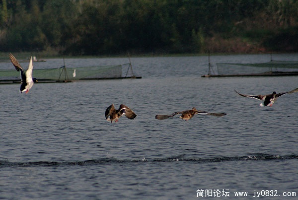 三岔湖打鸟 (0).jpg