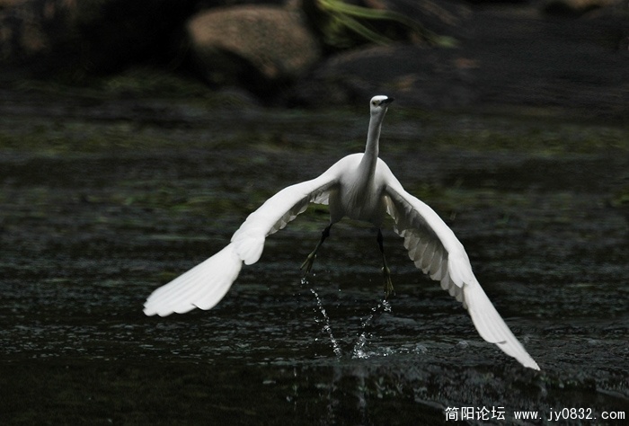 腾空  摄影薛卫民 (4).jpg