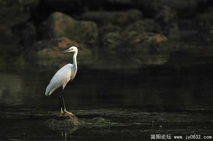 回眸  摄影薛卫民 (1).jpg