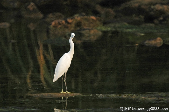 凝视  摄影薛卫民 (2).jpg