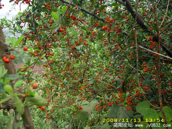 DSCI0042.jpg