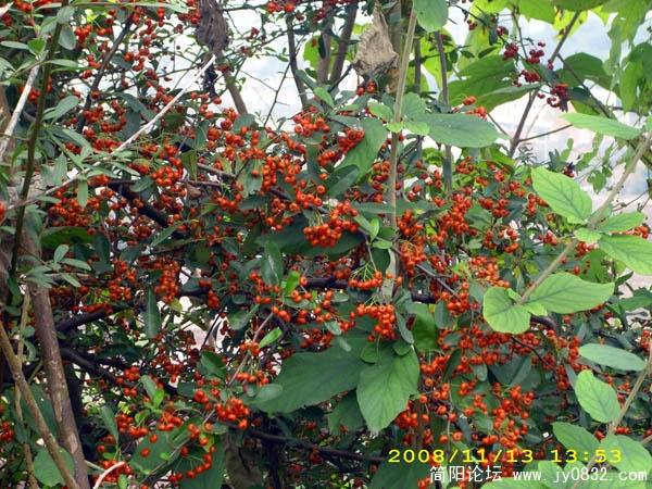 DSCI0040.jpg
