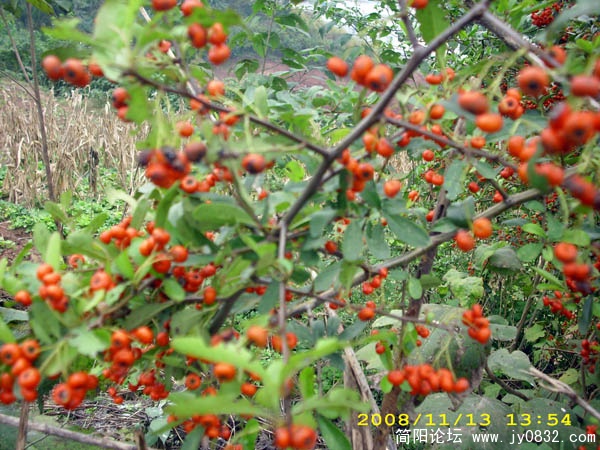 DSCI0041.jpg