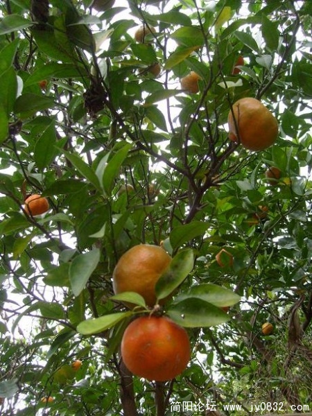 S7300037.JPG