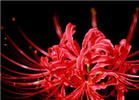 u=1106787274,2054357084&fm=3&gp=31.jpg