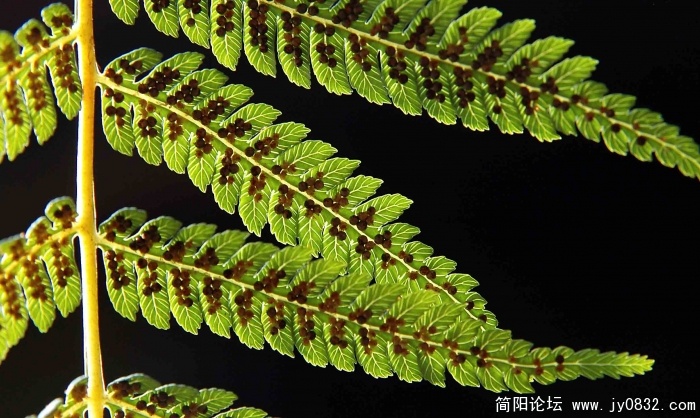 峨眉.桫椤印象.四川简阳.jpg